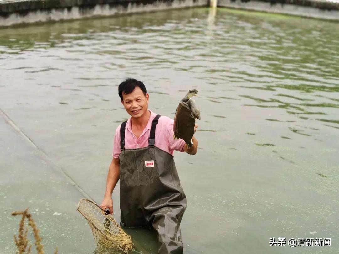 致富经养鳖技术视频_致富经鱼鳖混养视频_致富经养殖甲鱼视频全集