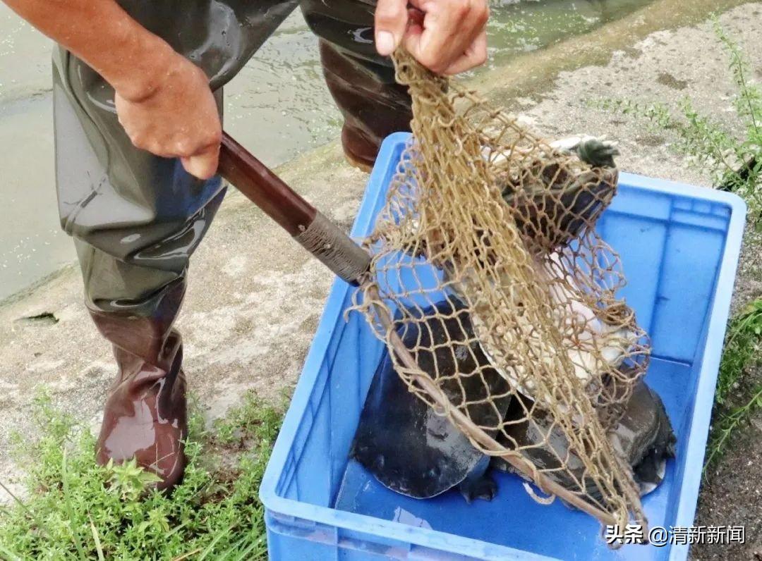 致富经养殖甲鱼视频全集_致富经养鳖技术视频_致富经鱼鳖混养视频