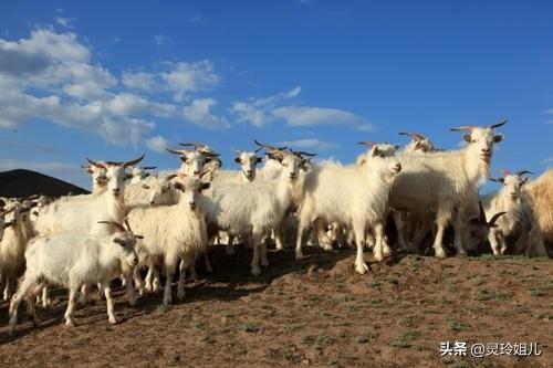 东北养殖业致富项目_东北养殖什么赚钱_东北致富养殖能手