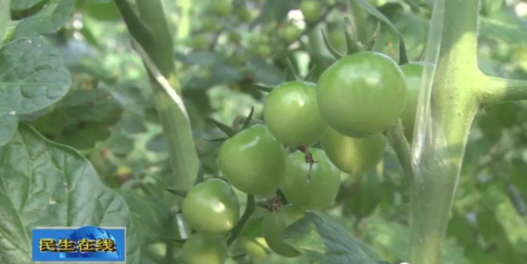 致富经农村种植_致富经种植业_敖家村种植致富