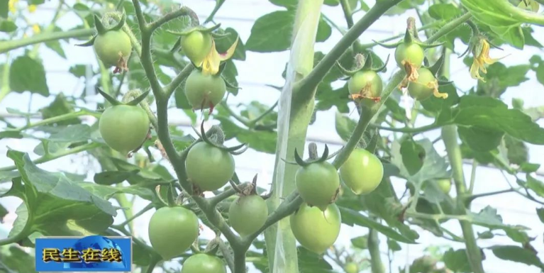 致富经种植业_敖家村种植致富_致富经农村种植