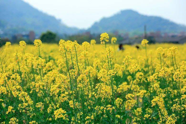 昆明乡村致富路上“锦上添花”