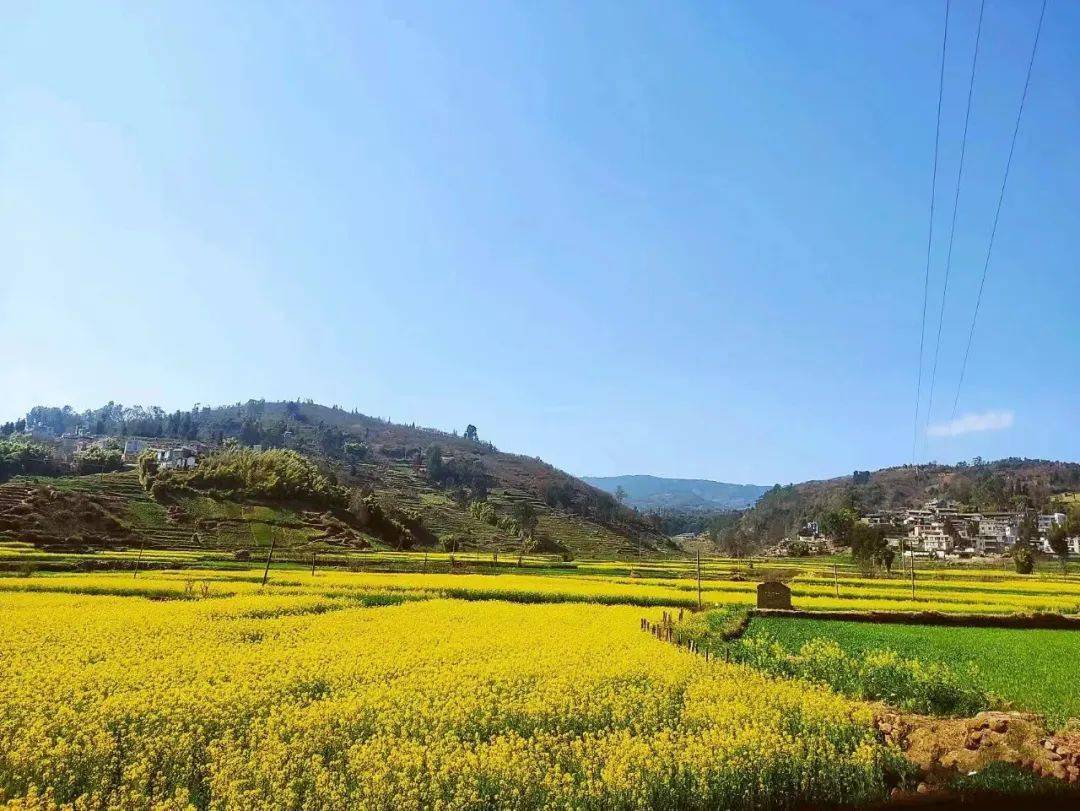 云南昆明种花基地_云南昆明花卉种植基地_昆明种植花卉致富