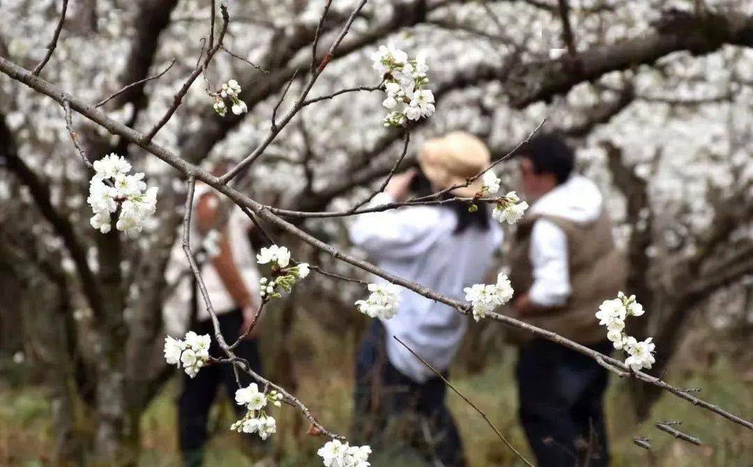 云南昆明花卉种植基地_云南昆明种花基地_昆明种植花卉致富