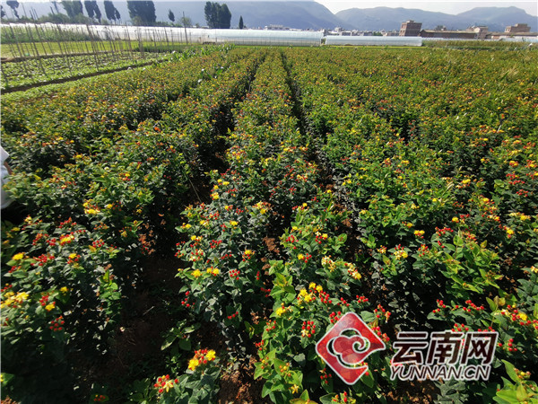 云南昆明花卉种植基地_昆明种植花卉致富_云南昆明种花基地