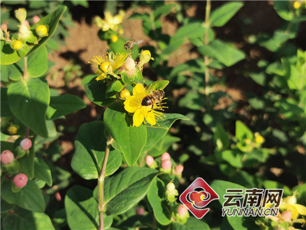 云南昆明种花基地_云南昆明花卉种植基地_昆明种植花卉致富