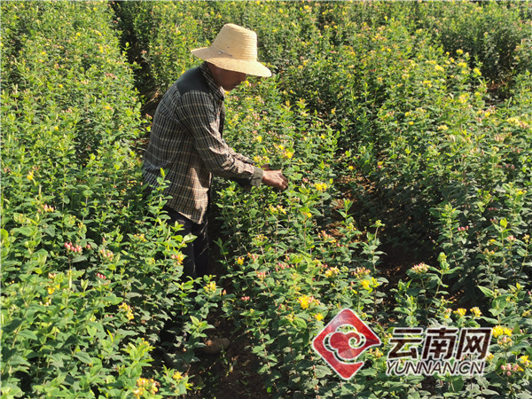 昆明种植花卉致富_云南昆明种花基地_云南昆明花卉种植基地