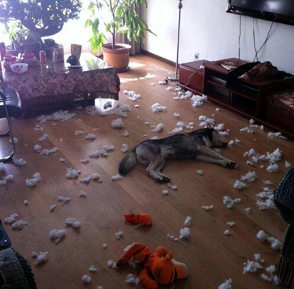 养茶杯犬赚钱吗_养殖茶杯犬养殖地_致富养殖茶杯犬