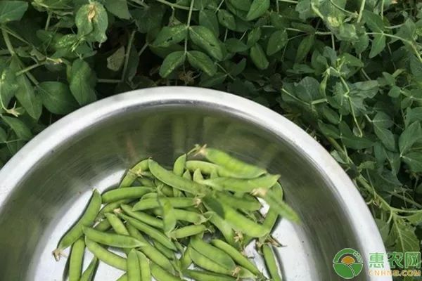 冬季豌豆种植技术视频_冬季豌豆种植技术要点_冬季豌豆的种植技术