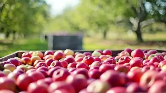 美国水果种植面积_美国种植什么水果_美国水果种植致富