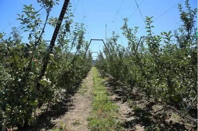 从矮化果树，看中美苹果种植差异……