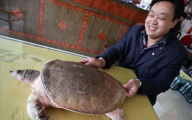 致富经养鳖技术视频_致富经鱼鳖混养视频_致富经养殖甲鱼视频全集