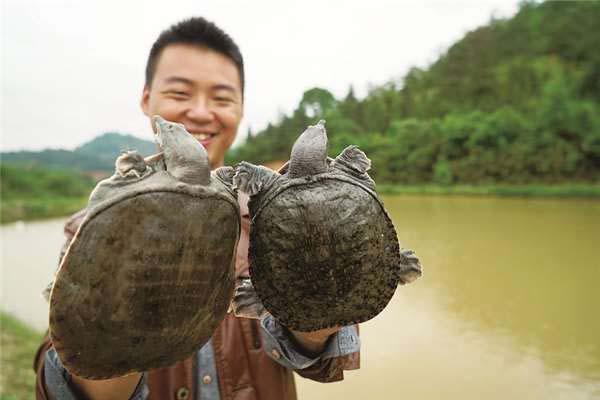 致富经养殖甲鱼视频全集_致富经养鳖技术视频_致富经鱼鳖混养视频