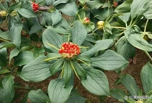 药材种植致富项目_种植什么药材致富_致富药材种植基地在哪