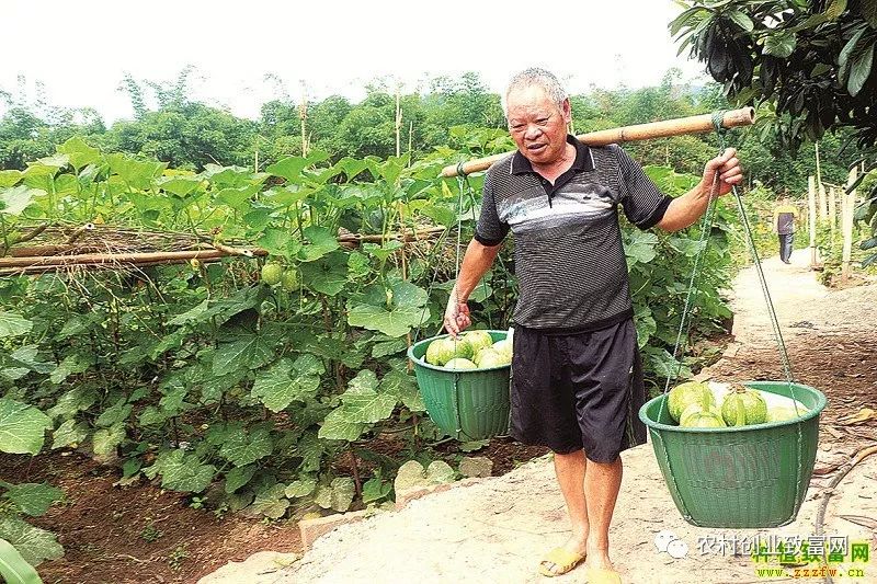 种植迷你小南瓜 一亩收入上万元