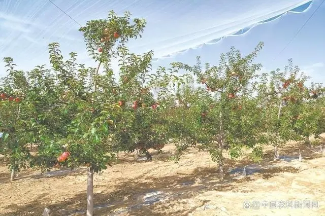 黄土高原的致富经_黄土高原农民_黄土高原扶贫