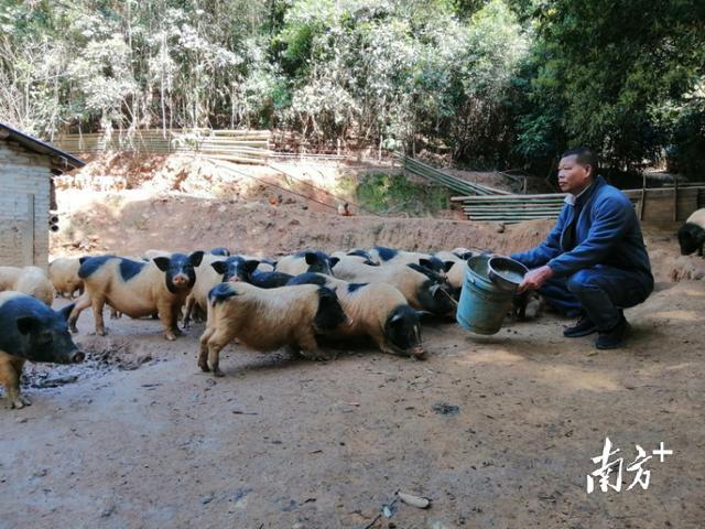 封开县江口街道：小小香猪“拱开”致富门