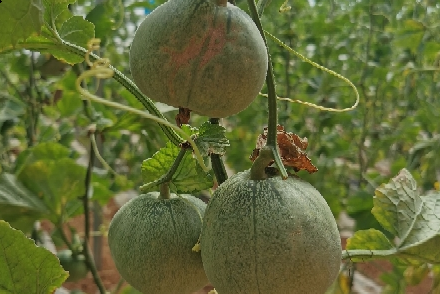 致富经甜瓜种植视频_旱甜瓜种植致富_甜瓜种植技术