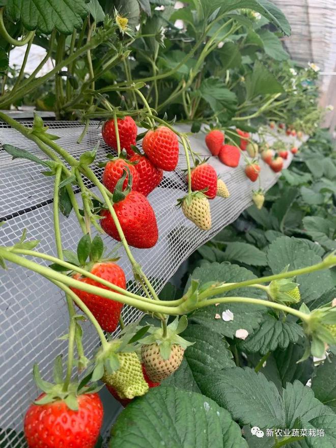 草莓无土栽培技术研究综述