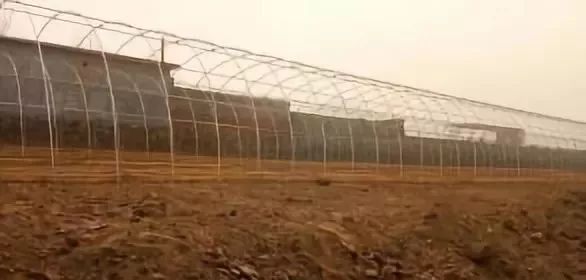 致富经大棚种菜技术_三农致富经大棚_大棚带动群众致富