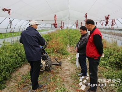 短裙竹荪和长裙竹荪的区别是什么