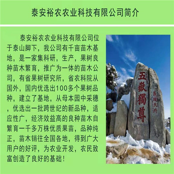 磨盘柿子树苗 磨盘柿子树苗规格及价格