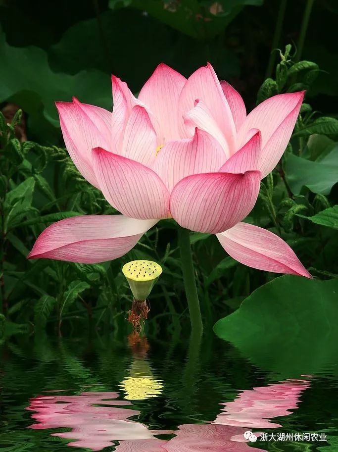 水芹水面种植技术视频_水面水芹菜种植技术_水面上怎么种水芹菜