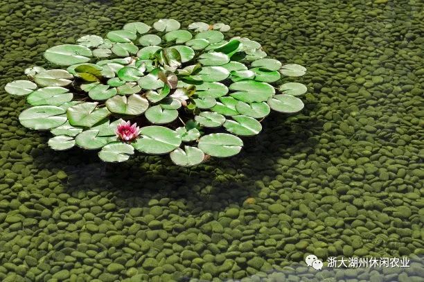 水芹水面种植技术视频_水面水芹菜种植技术_水面上怎么种水芹菜