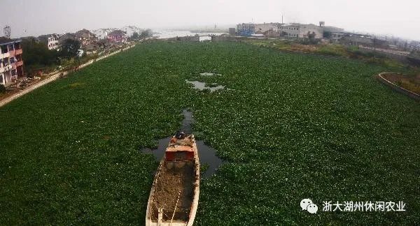 水芹水面种植技术视频_水面上怎么种水芹菜_水面水芹菜种植技术