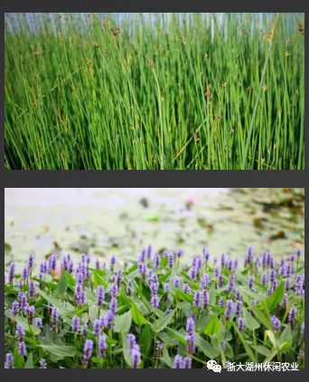 水面水芹菜种植技术_水芹水面种植技术视频_水面上怎么种水芹菜