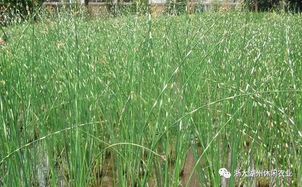 水面水芹菜种植技术_水芹水面种植技术视频_水面上怎么种水芹菜