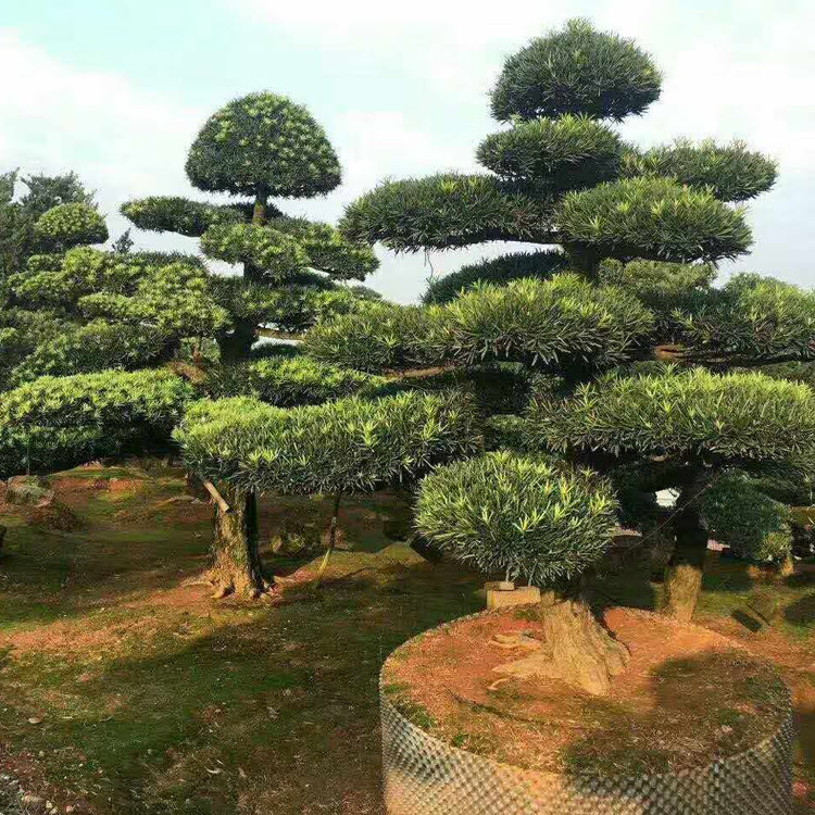 宝鸡适合种植什么药材_宝鸡市苗木基地_宝鸡苗木种植致富