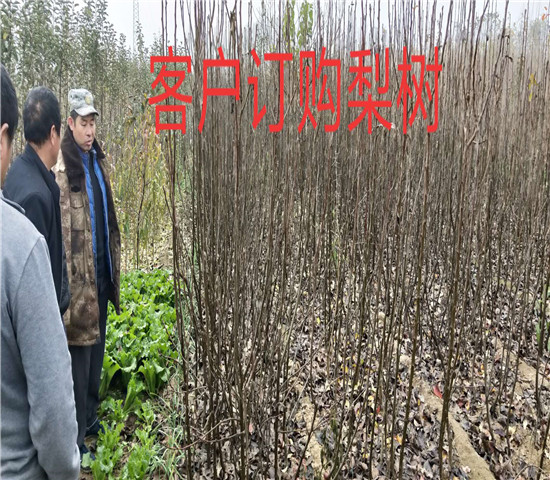 陕西宝鸡李子树格、新品种李子树育苗基地