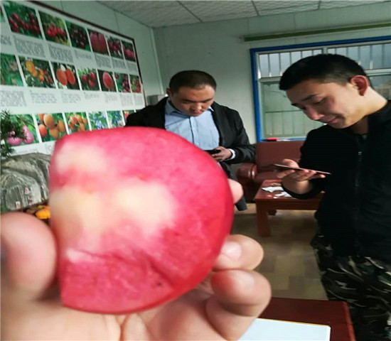 陕西宝鸡李子树格、新品种李子树育苗基地