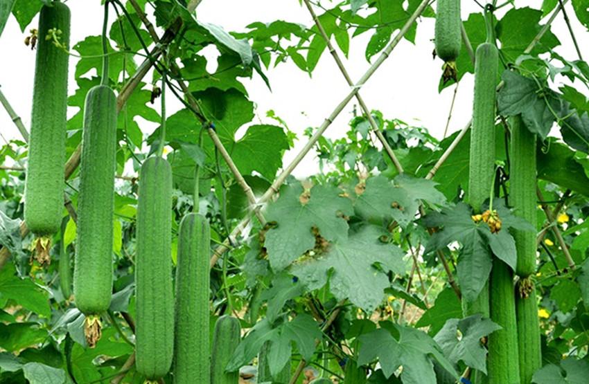 种菜致富案例_种植蔬菜的视频_致富经种植蔬菜视频