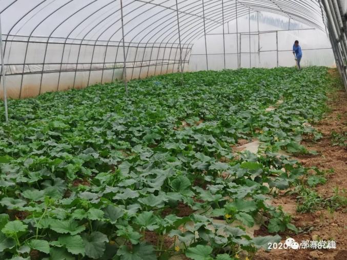 致富能手种植香瓜_香瓜种植增添新技术_种香瓜赚钱吗