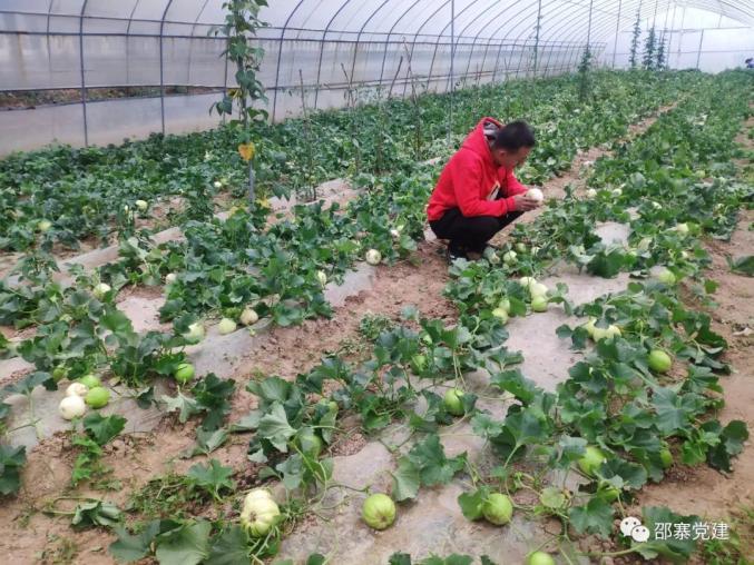 种香瓜赚钱吗_香瓜种植增添新技术_致富能手种植香瓜