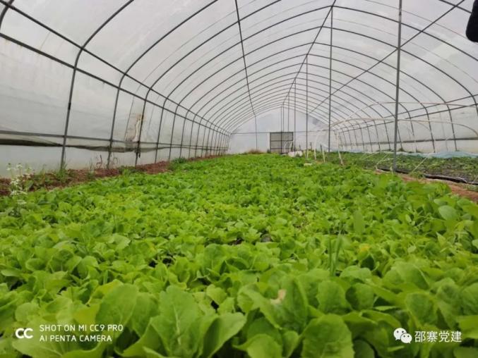 香瓜种植增添新技术_致富能手种植香瓜_种香瓜赚钱吗