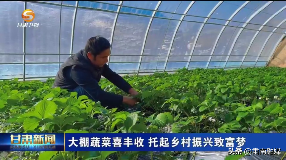 致富经种植蔬菜视频_种菜视频致富经_农村种植蔬菜致富方案