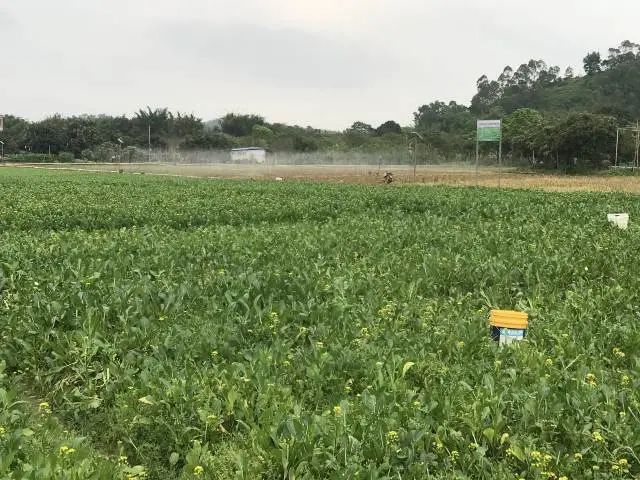 种香瓜赚钱吗_香瓜种植效益_致富能手种植香瓜