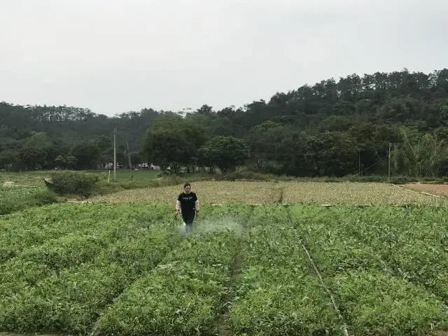 香瓜种植效益_致富能手种植香瓜_种香瓜赚钱吗