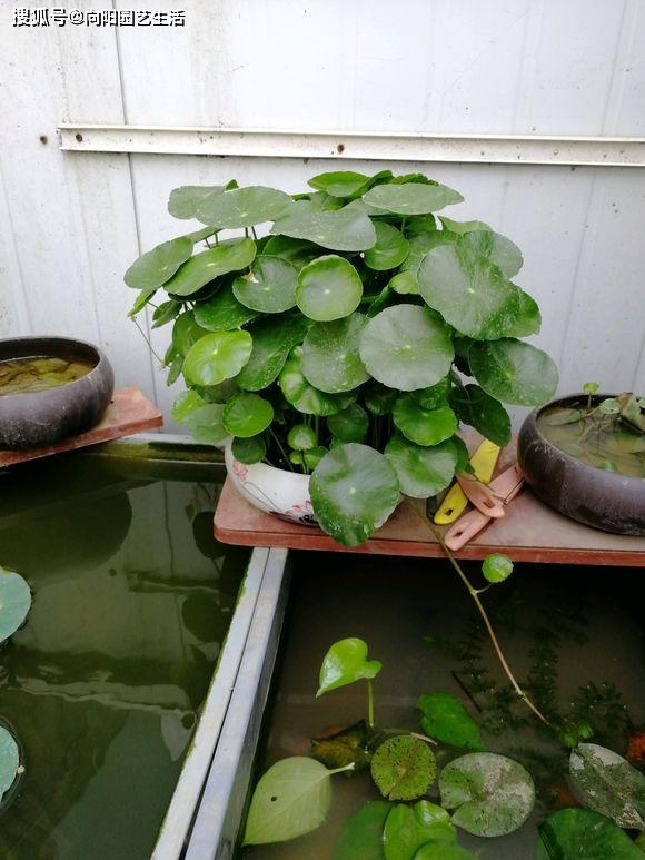 铜钱草夏天最好养，半水半土养，夏天暴晒，呼呼长满花盆！