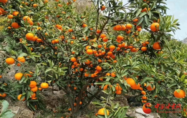 蜜桔种植致富项目_蜜桔种植条件_致富种植蜜桔项目名称