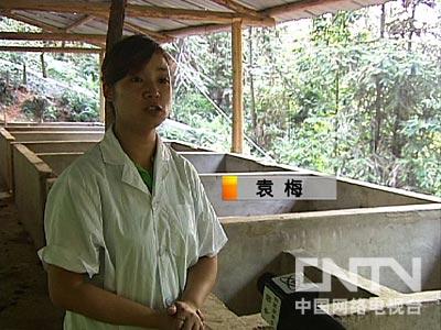 致富经养香猪视频_致富经香猪妈妈_致富经香猪