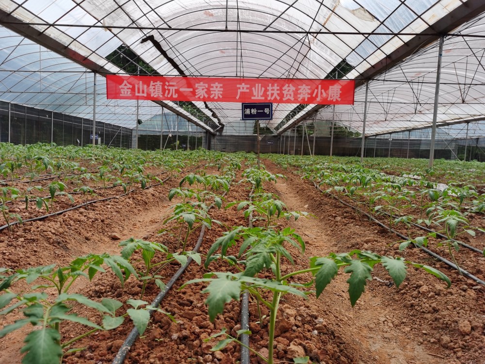 致富番茄水果种植技术视频_水果番茄种植致富_水果番茄种子价格