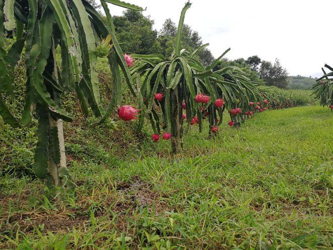 火龙珠种植技术_火龙珠种植致富_致富种植火龙珠怎么样