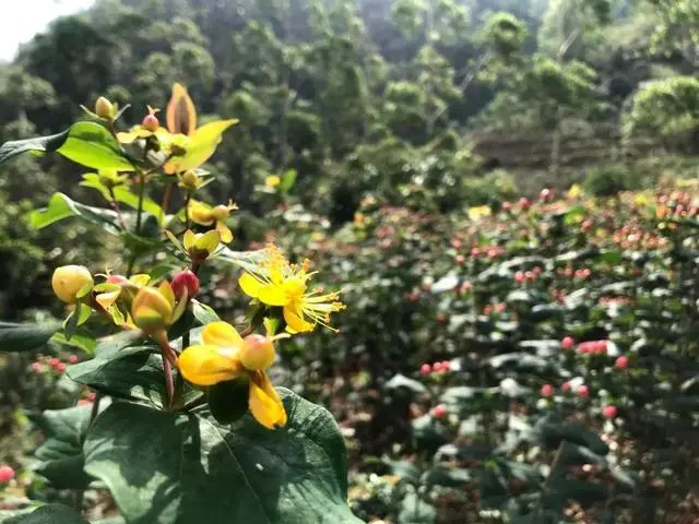 致富种植火龙珠怎么样_火龙珠种植致富_致富种植火龙珠视频