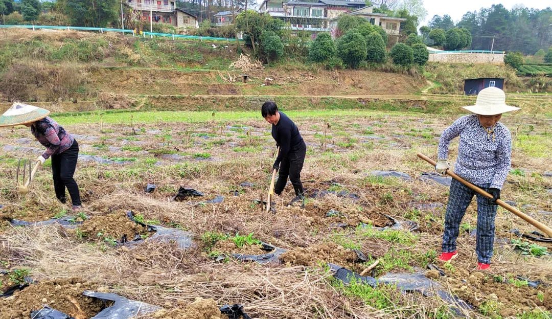 湄潭：特色中药材种植，探索产业发展新路子