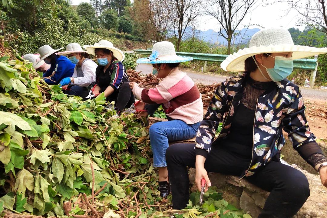 致富药材种植_中药材种植致富经_中药种植致富技术