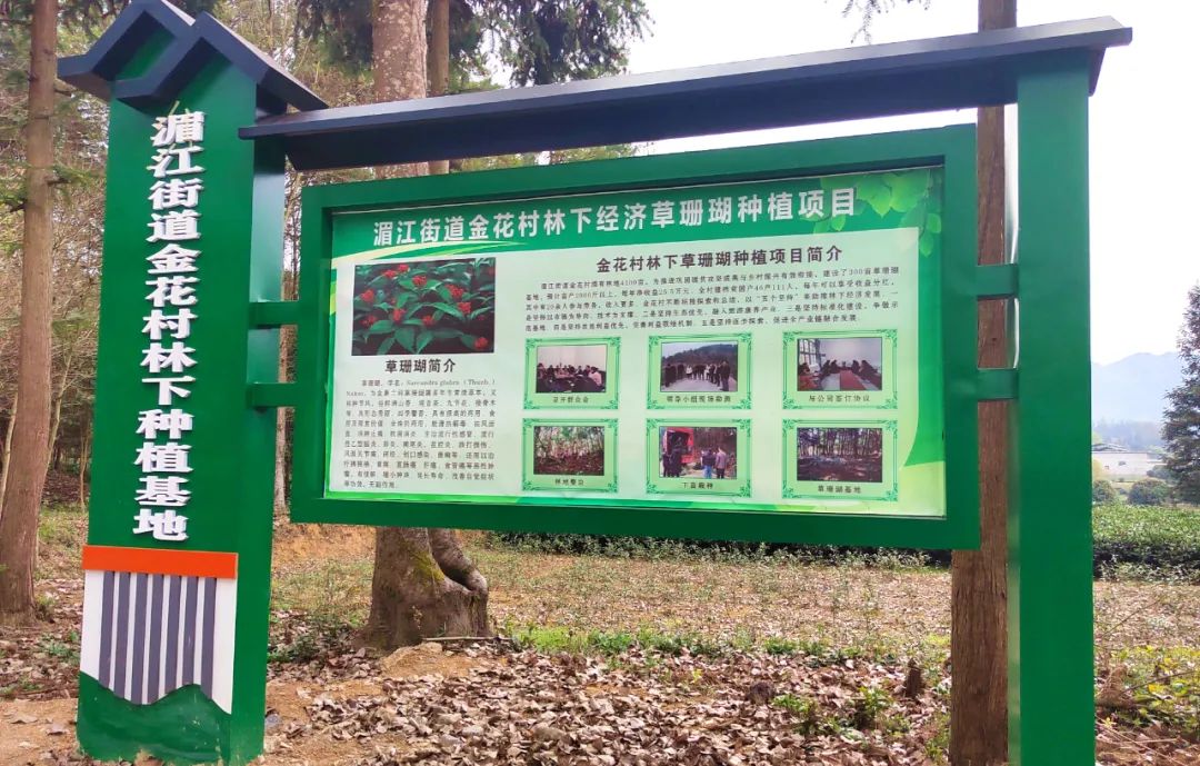 致富药材种植_中药材种植致富经_中药种植致富技术